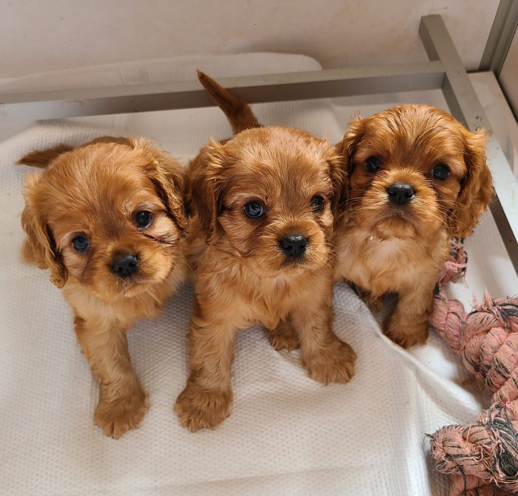 chiot Cavalier King Charles Spaniel des Merveilles De Bélen