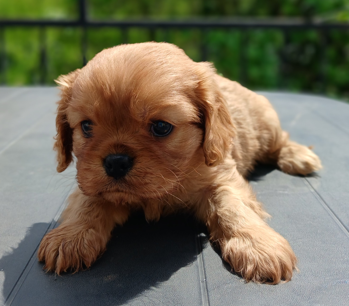 des Merveilles De Bélen - Chiots disponibles - Cavalier King Charles Spaniel