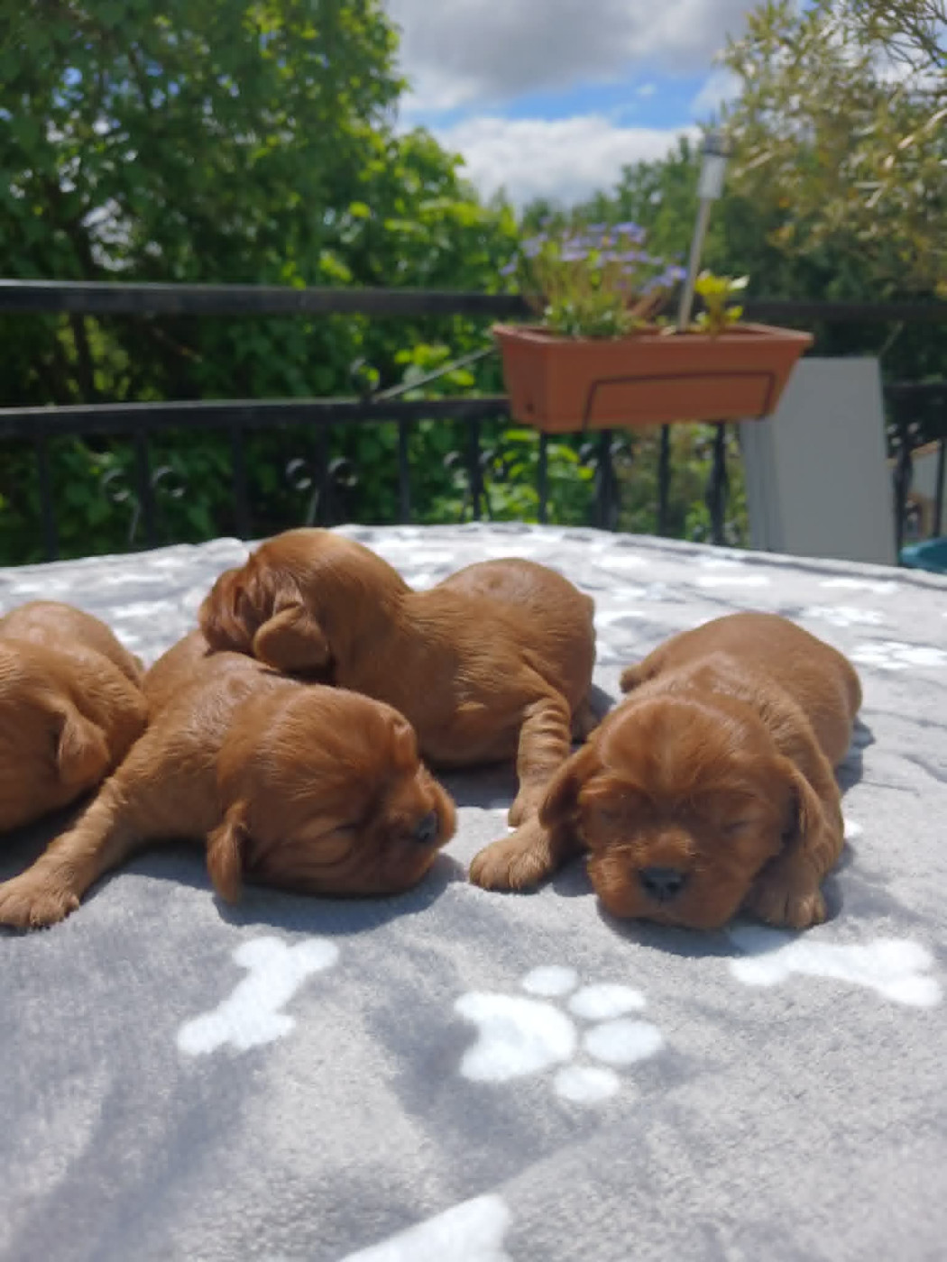 Chiot Cavalier King Charles Spaniel des Merveilles De Bélen
