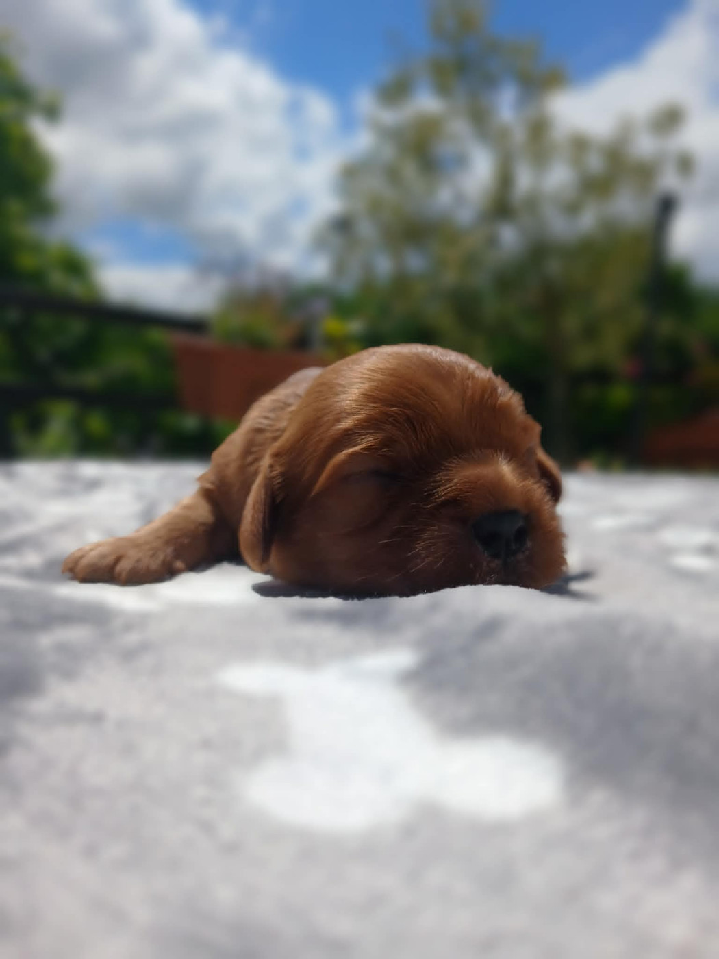 des Merveilles De Bélen - Chiots disponibles - Cavalier King Charles Spaniel