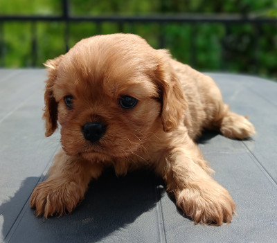 Chiot N°1