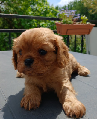 Chiot N°2