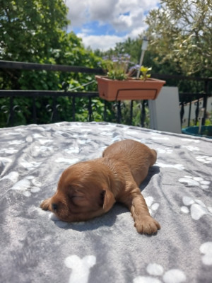 Chiot N°1