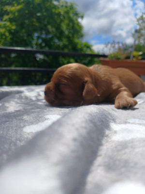 Chiot N°3