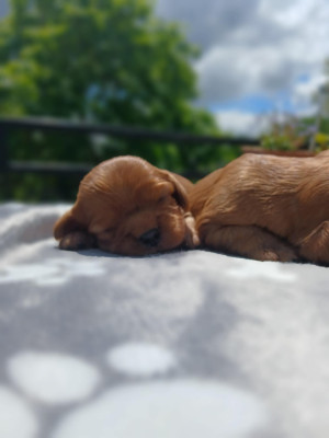 Chiot N°4